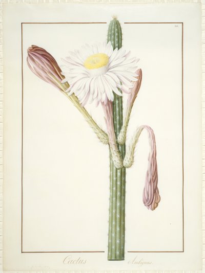 Cactus Ambiguus, 1812 by Pierre Joseph Redouté